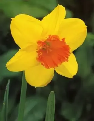 Narcissus 'Juanita'