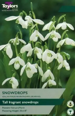 GALANTHUS woronowii