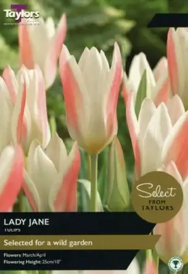 TULIPA 'Lady Jane'