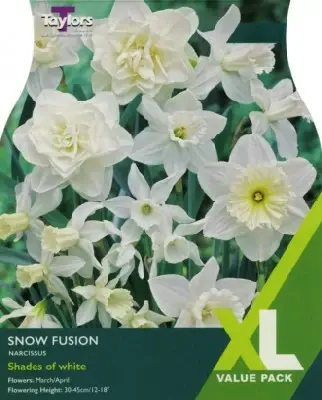 Narcissus Snow Fusion