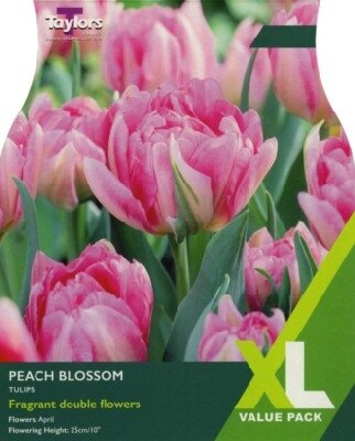 TULIPA 'Peach Blossom'