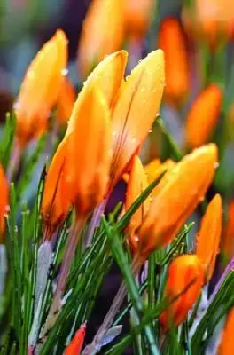 CROCUS 'Orange Monarch'