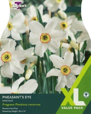 Narcissus poeticus recurvus