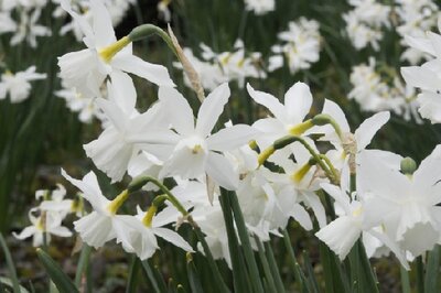 Narcissus 'Thalia'