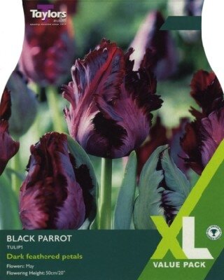 TULIPA 'Black Parrot'