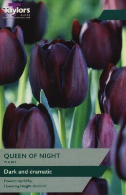 TULIPA 'Queen of Night'