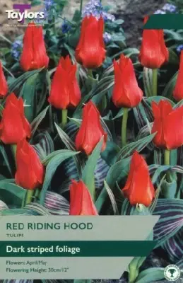 TULIPA 'Red Riding Hood'