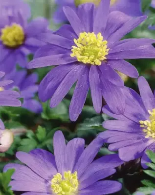 ANEMONE blanda 'Blue'