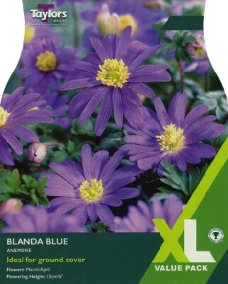 ANEMONE blanda 'Blue' - image 2