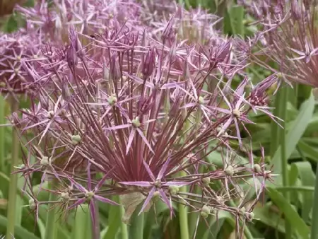 ALLIUM cristophii - image 1