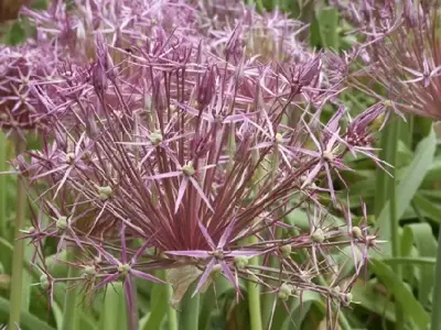 ALLIUM cristophii