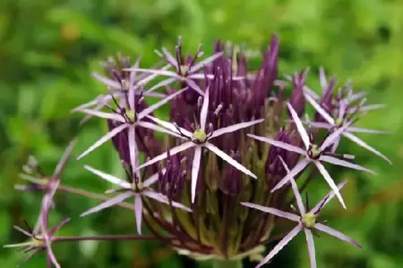 ALLIUM cristophii - image 3