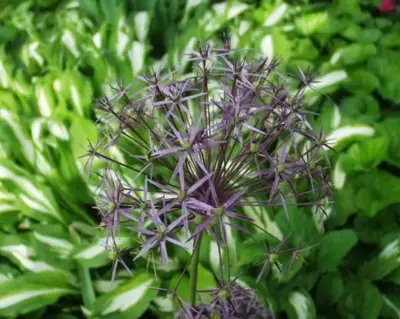 ALLIUM cristophii - image 4