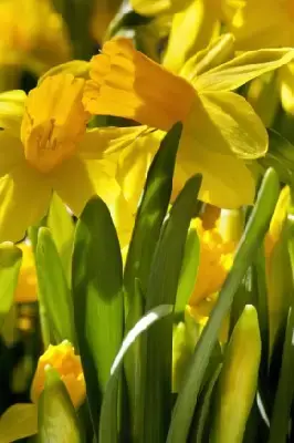 Narcissus 'Tete-a-Tete' - image 1