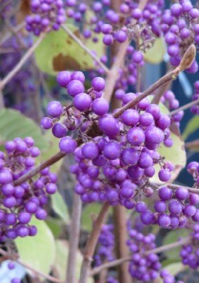 CALLICARPA bodinieri 'Profusion' - image 3