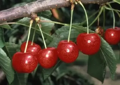 PRUNUS cerasus 'Morello' (Cherry)