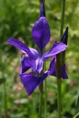 IRIS sibirica