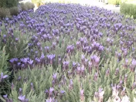 LAVANDULA stoechas