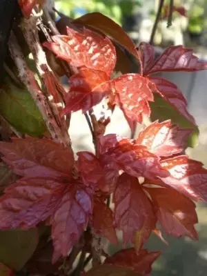 PARTHENOCISSUS tricuspidata 'Veitchii' - image 1