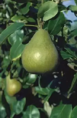 Pyrus communis 'Williams Bon Chretien' (PEAR)