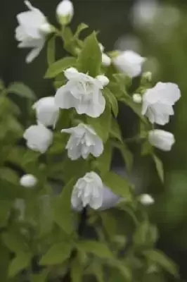 PHILADELPHUS 'Manteau d'Hermine'