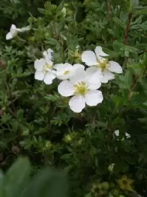 POTENTILLA fruticosa 'Abbotswood'