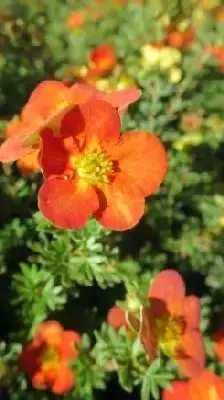 POTENTILLA fruticosa 'Red Ace'