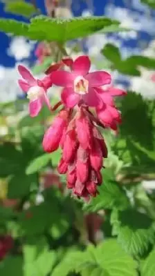 RIBES sanguineum 'King Edward VII' - image 1