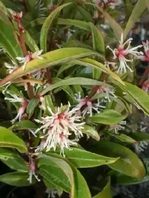 SARCOCOCCA hookeriana digyna