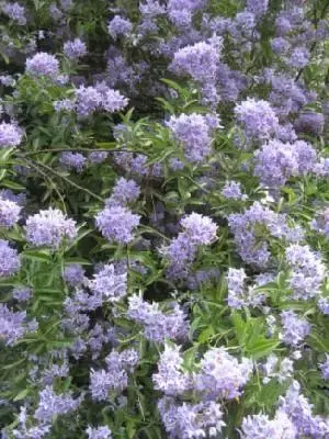 SOLANUM crispum 'Glasnevin'