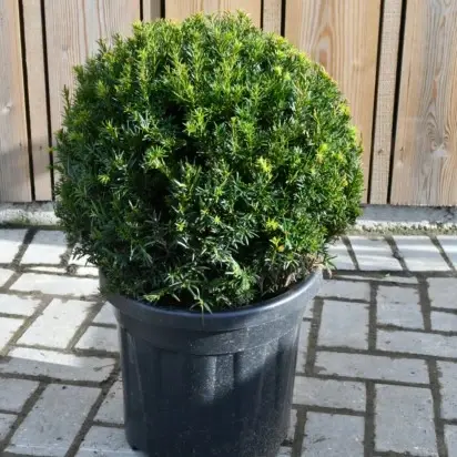 TAXUS baccata