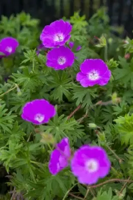 GERANIUM sanguineum - image 1