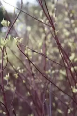 CORNUS alba 'Elegantissima' - image 1