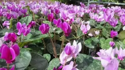 CYCLAMEN hederifolium