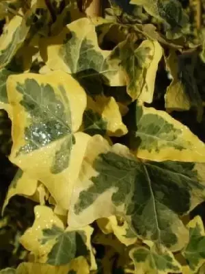 HEDERA helix 'Yellow Ripple'