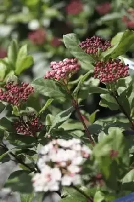 VIBURNUM tinus 'Gwenllian' - image 1