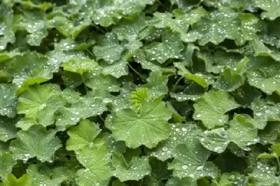 ALCHEMILLA mollis - image 2