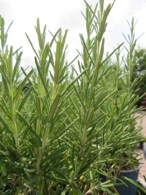 ROSMARINUS officinalis 'Miss Jessopp's Upright'