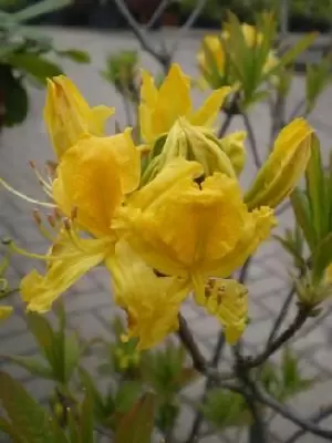 RHODODENDRON luteum - image 1