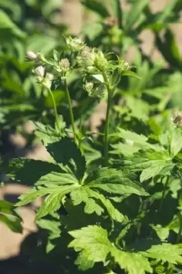 ASTRANTIA major - image 1