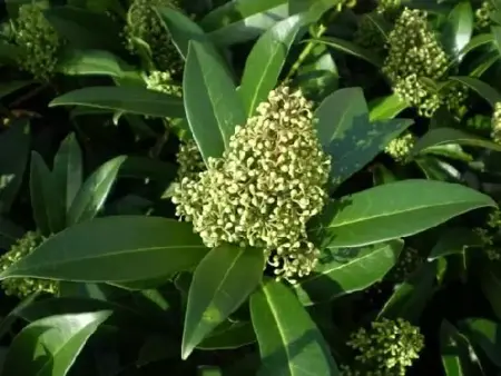 SKIMMIA x confusa 'Kew Green' - image 1