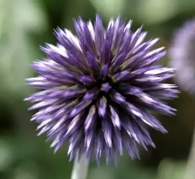 ECHINOPS ritro 'Veitch's Blue'