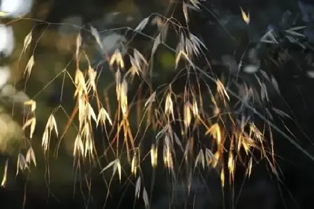 STIPA gigantea - image 1