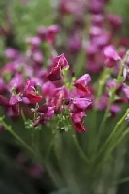 CYTISUS 'Boskoop Ruby'