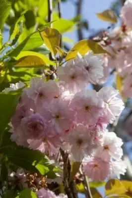 PRUNUS 'Kanzan'