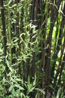 PHYLLOSTACHYS nigra