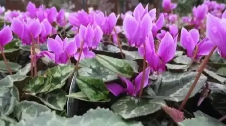 CYCLAMEN hederifolium