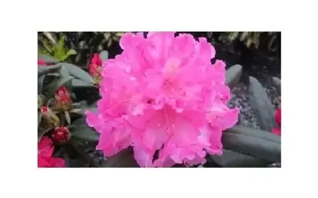 RHODODENDRON 'Kalinka'