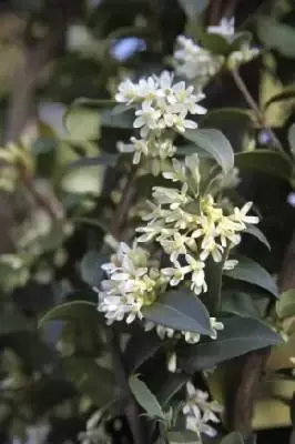 OSMANTHUS heterophyllus