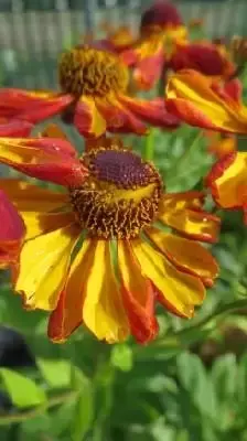 HELENIUM 'Waldtraut'